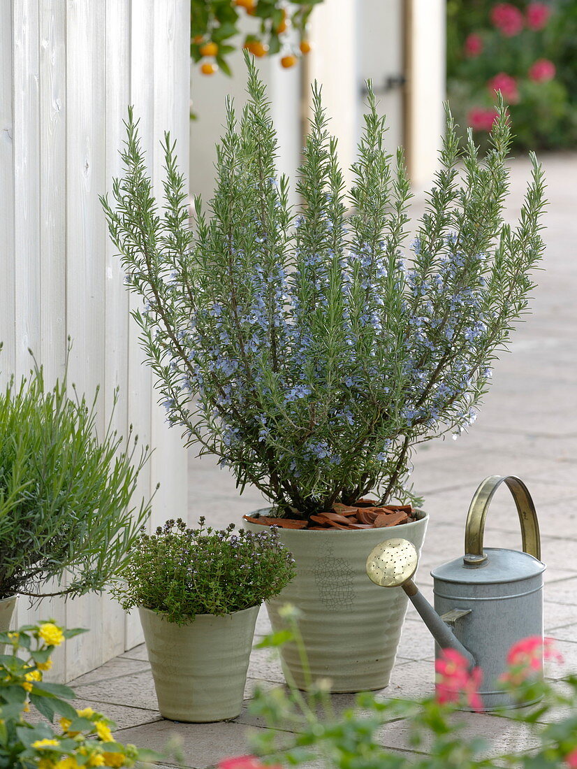 Rosemary (Rosmarinus) flowering, Thyme (Thymus), Lavandula