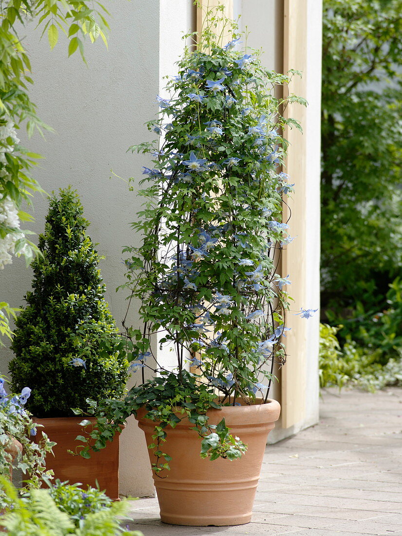 Clematis alpina 'Blue Princess', Buxus