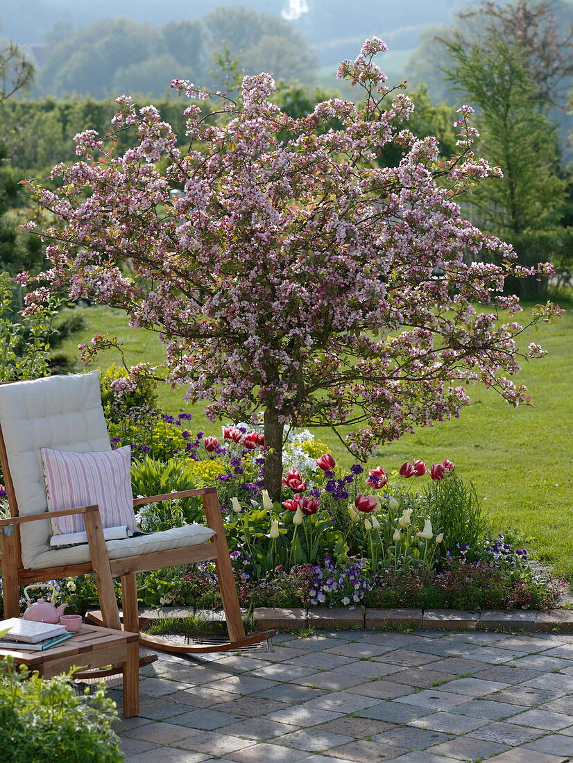 Malus Sargentii 'Rosea' (ornamental apple tree), Tulipa (tulips), Erysimum