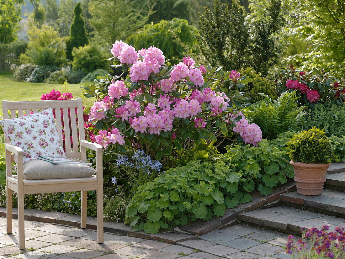 Rhododendron 'Scintillation', Rhododendron 'Georg Arends'