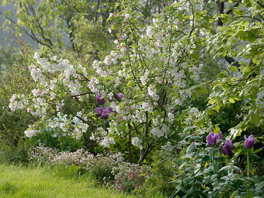 Malus (apple tree), Saxifraga arendsii (moss saxifrage), Tulipa (tulips)