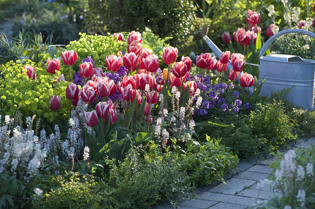 Tulipa 'Debutante', Euphorbia, Tiarella