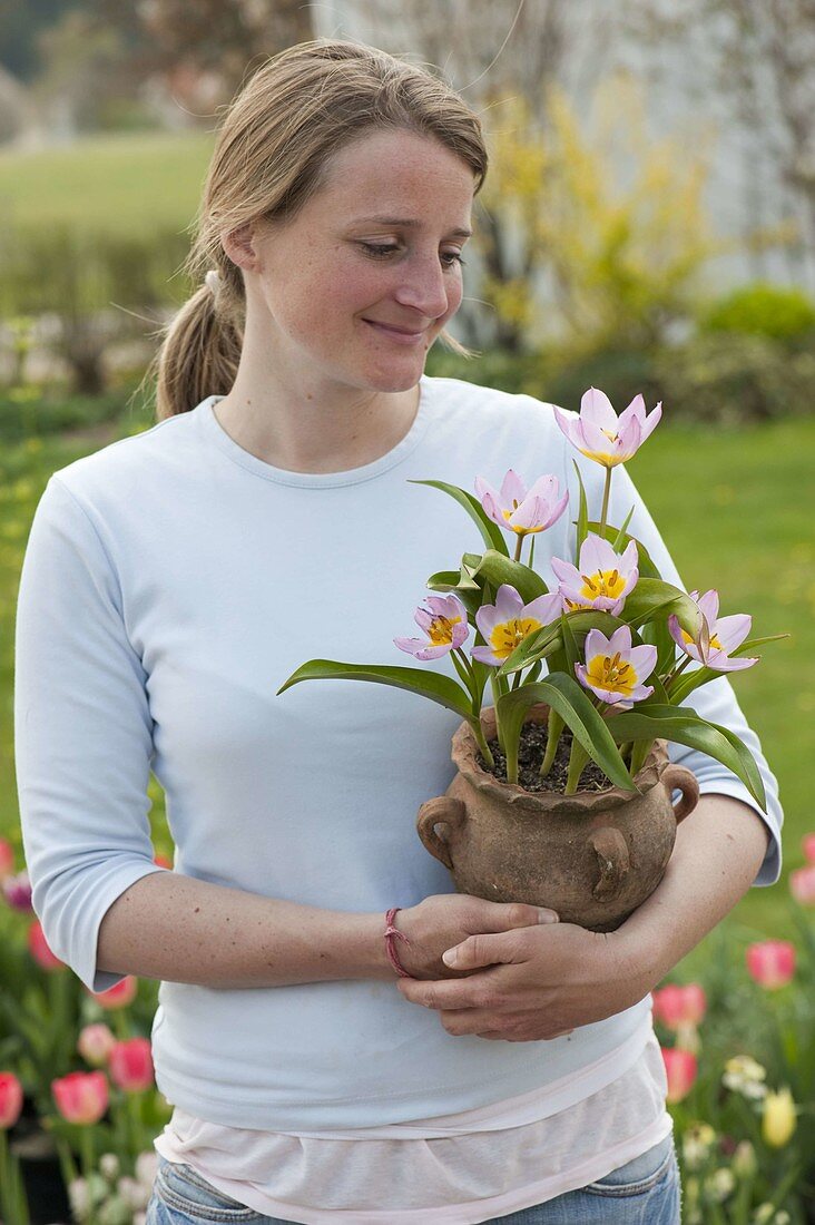 Frau mit Tulipa bakeri (Wildtulpen) in Terrakottatopf