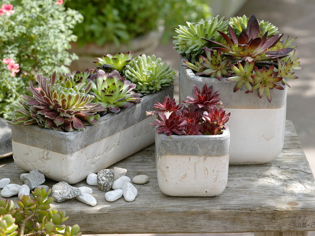 Sempervivum (houseleek) in grey and white pots and box