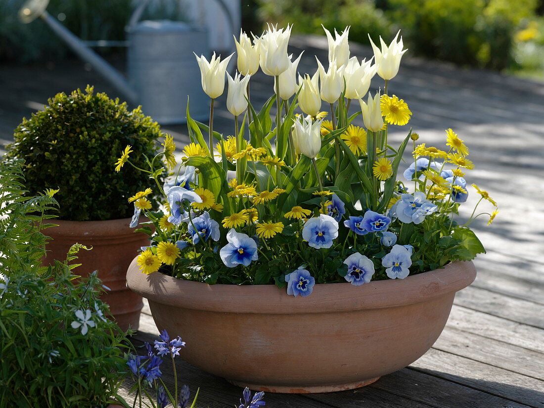 Tulipa 'White Triumphator' (lilienblütige Tulpen), Doronicum (Gemswurz)