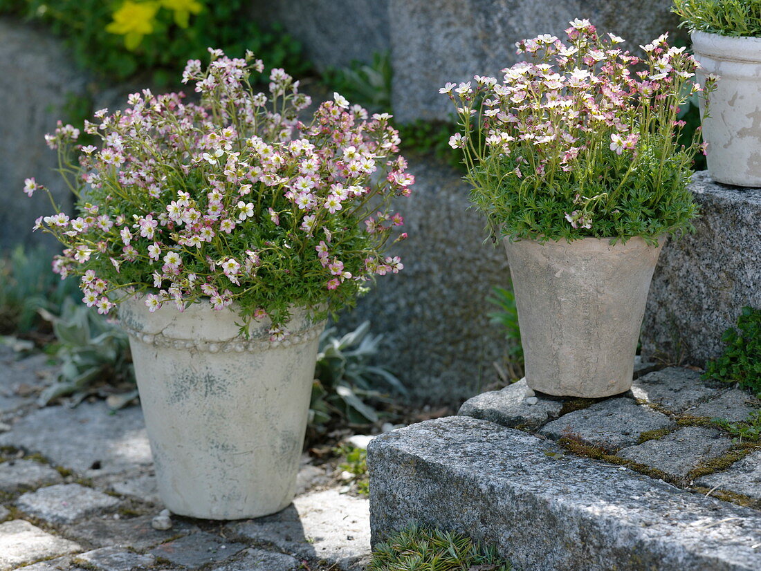 Saxifraga arendsii (Moss saxifrage)