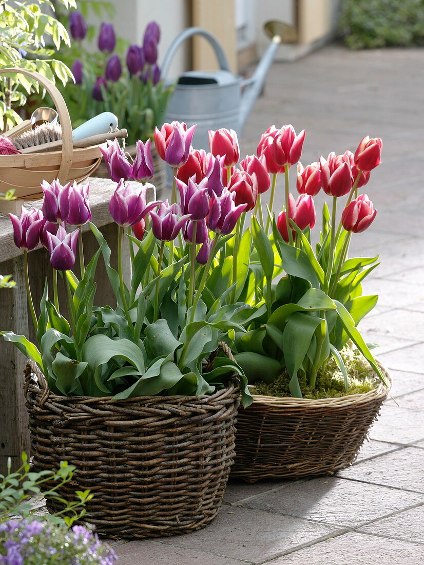 Tulipa 'Ballade' magenta-white, 'Leen van der Mark' red-white (tulips)