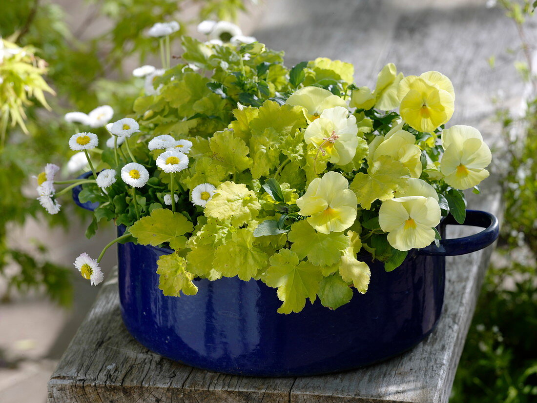 Grandma's old enamel pot as a spring bowl