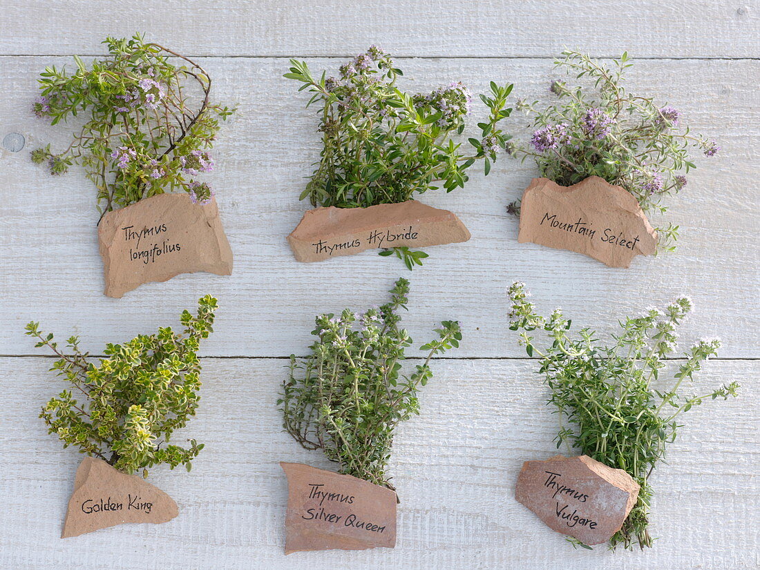 Tableau with thyme varieties