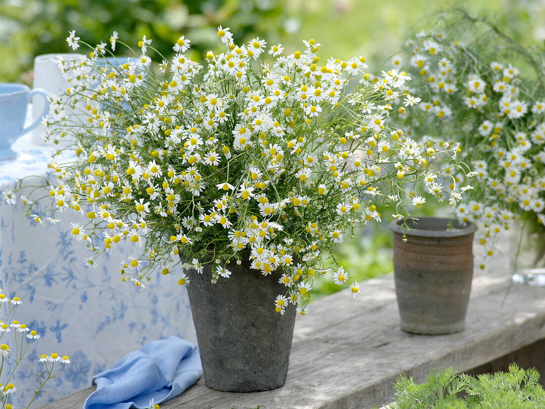 Bouquet of camomile (Matricaria chamomilla)