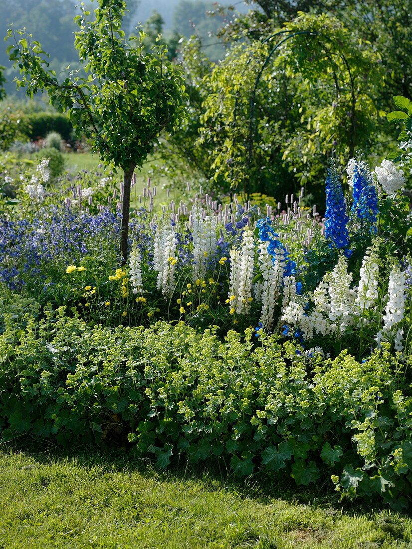 Blau-weißes Frühsommer-Staudenbeet mit Lupinus polyphyllus