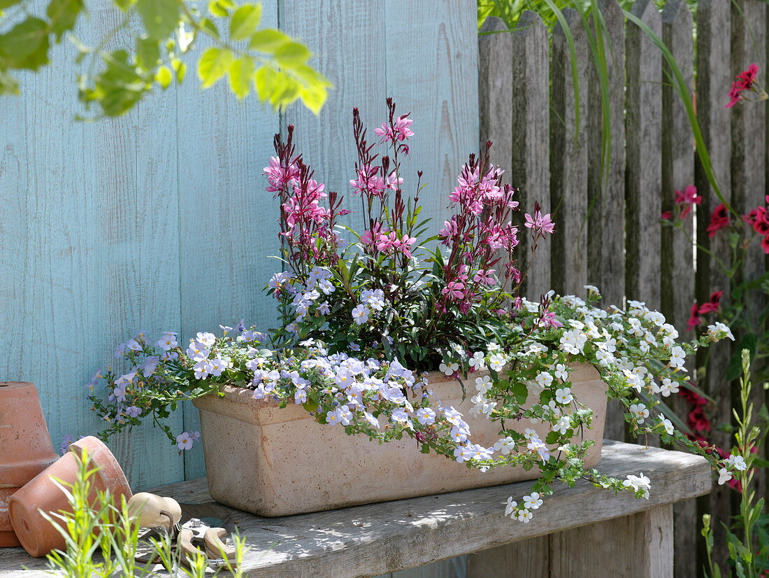 Gaura 'Lillipop Pink' (magnificent candle), Bacopa Copa 'Blue', 'White'