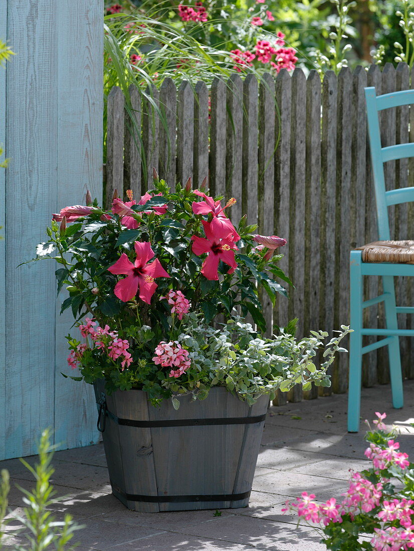 Hibiscus rosa-sinensis (rose marshmallow), Pelargonium peltatum