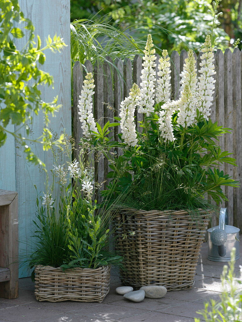 Lupinus polyphyllus 'Fräulein' (Lupinen), Gaura lindheimeri