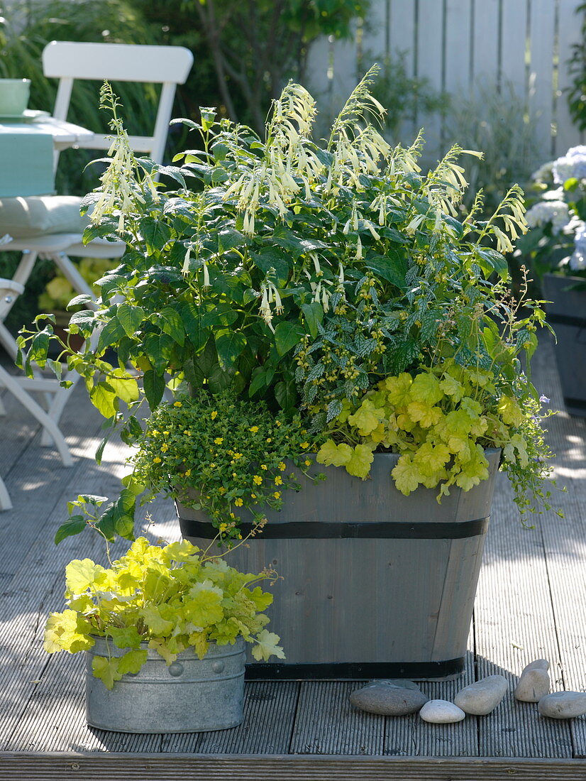 Phygelius Panorama Lights 'Yellow Sovereign', Heuchera