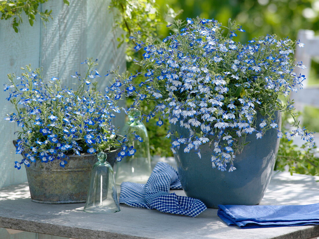 Lobelia Hot 'Tiger' links, 'Pretty Heaven' rechts (Männertreu)