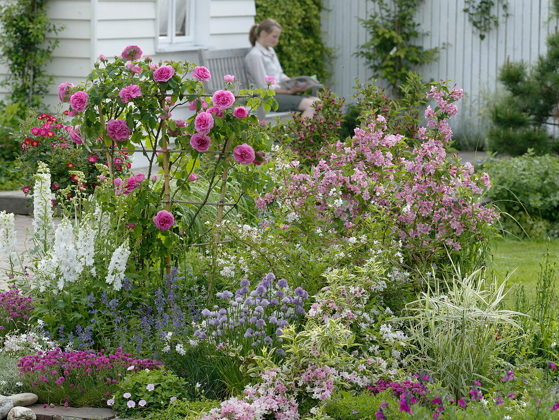 Rosa 'Gertrude Jekyll' (Englische Duftrose), Weigelia florida