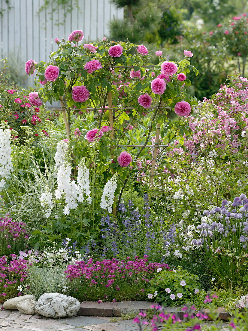 Rosa 'Gertrude Jekyll' (Englische Duftrose), Weigelia florida