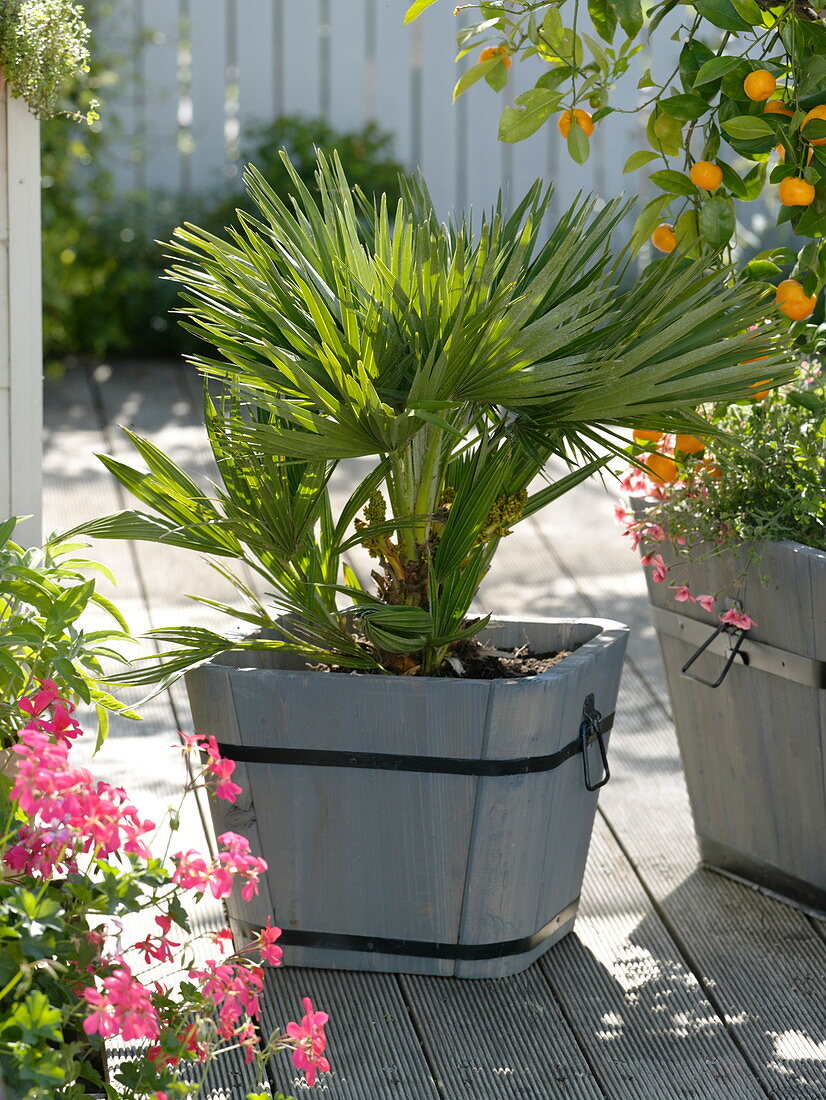 Chamaerops humilis (dwarf palm) in wooden pot