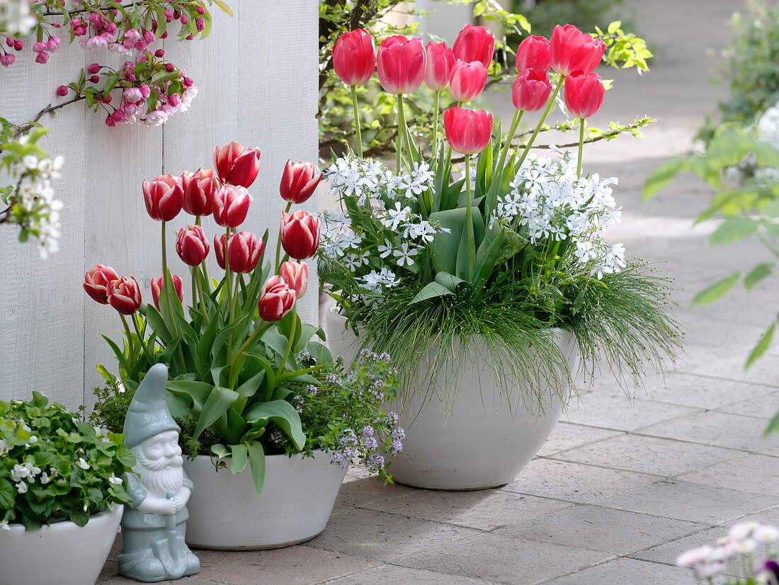 Tulipa 'Leen van der Mark' 'Van Eijk' (tulips), Phlox 'Clouds of Perfume'.