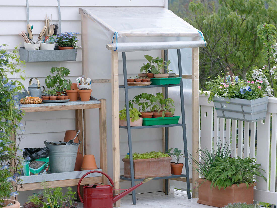 Self made small greenhouse foil for cultivation on the balcony