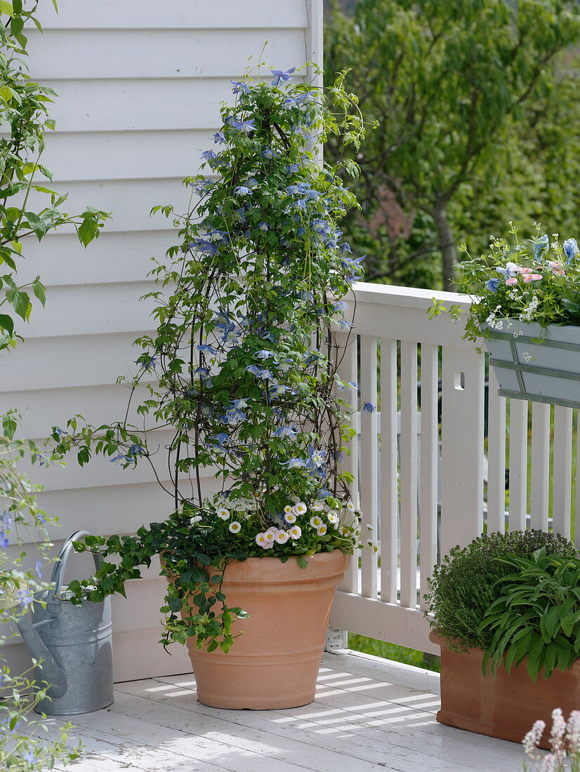 Clematis alpina 'Blue Princess' (Alpine Clematis) underplanted