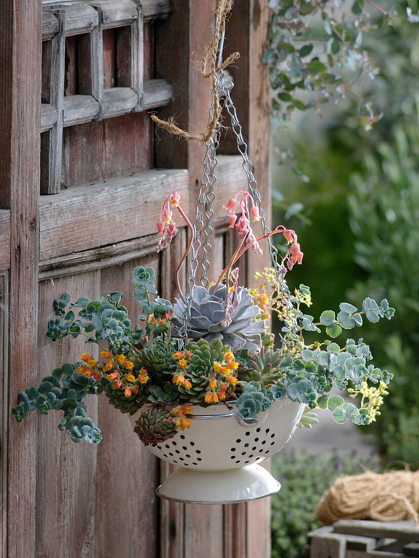 Echeveria (Echeverien) und Sedum (Fetthenne) in emailliertem Sieb