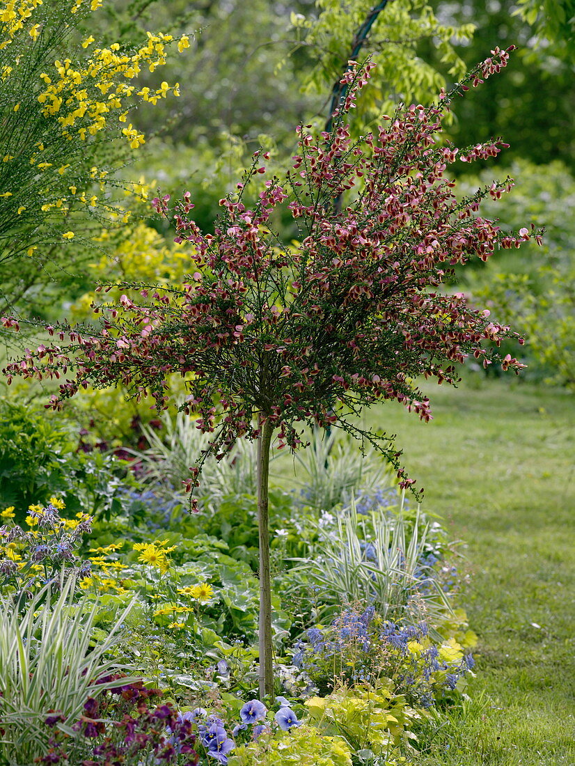 Cytisus scoparius 'Maria Burkwood' (Edelginster) trunks