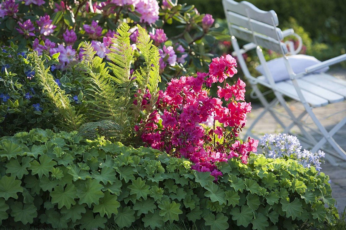 Rhododendron 'Georg Ahrens' (Japanese azalea), Alchemilla