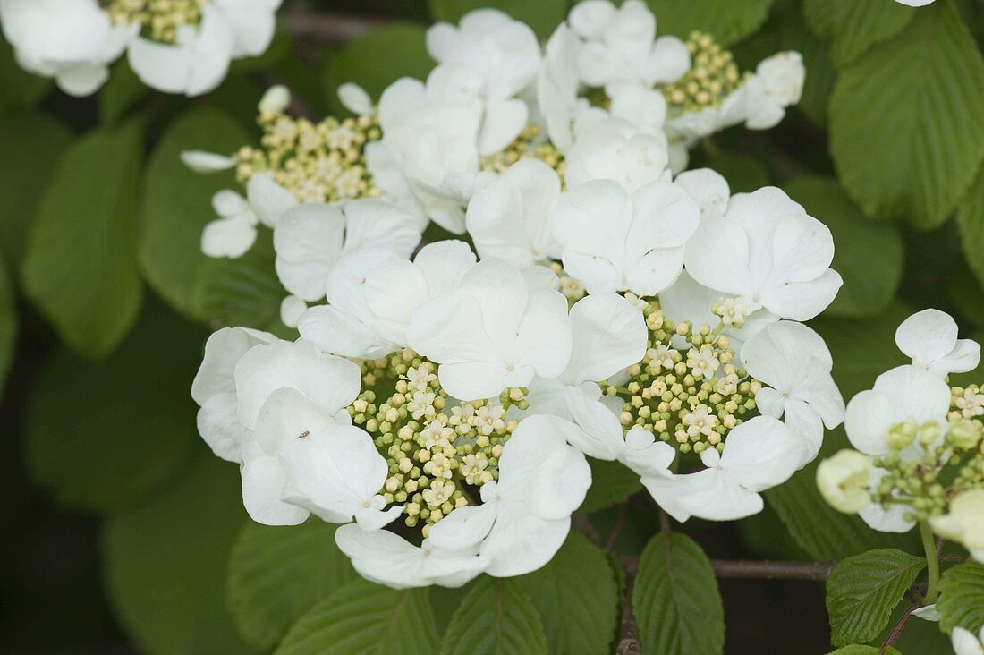 Viburnum plicatum 'Mariesii' (Japanischer Schneeball)