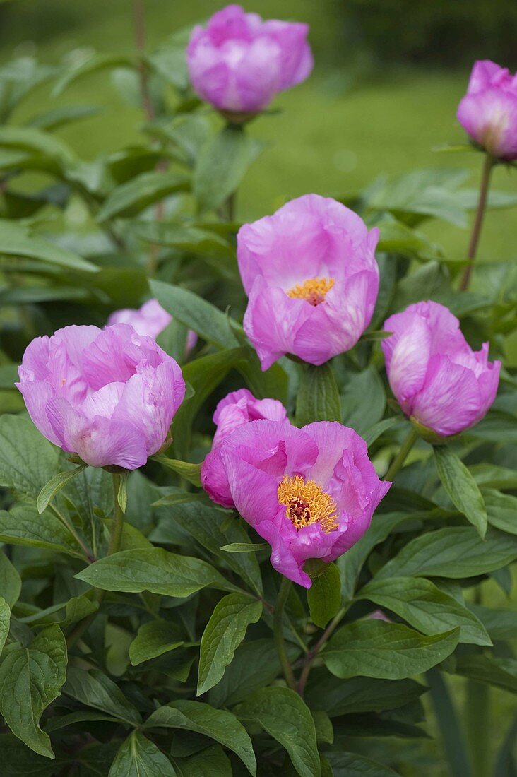 Paeonia 'May Morning' (Peony)