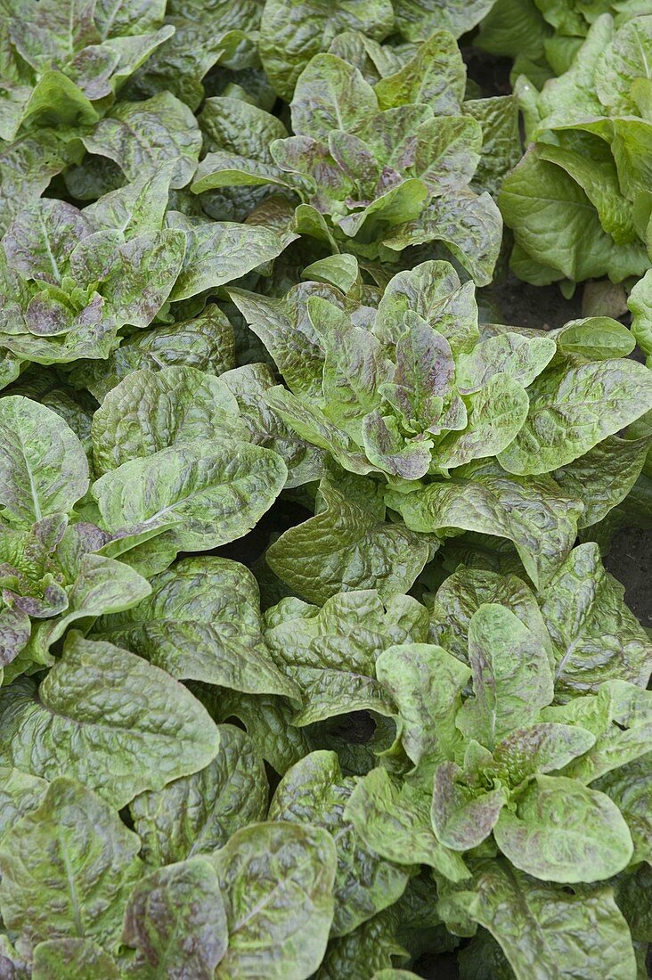 Spargelsalat (Lactuca sativa var. angustana)