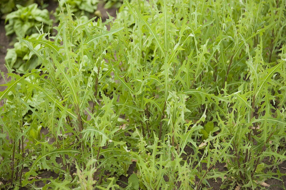 Compass lettuce, wild lettuce (Lactuca serriola)