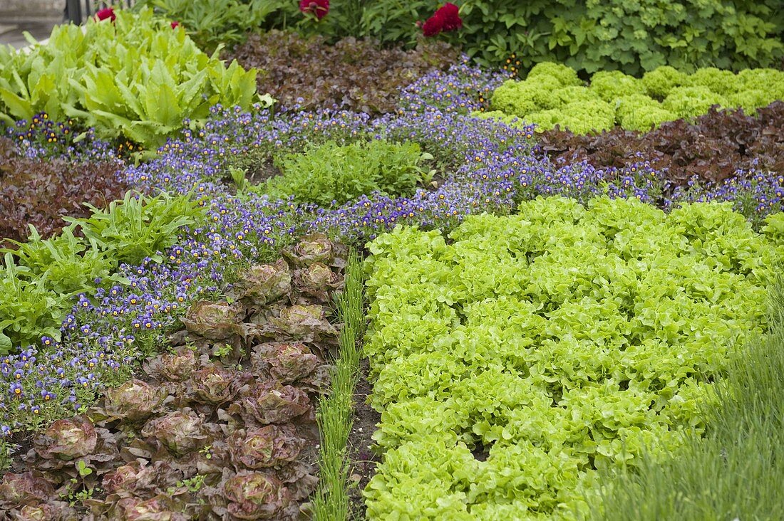 Dekorative Muster im Gemüsegarten gepflanzt mit Salaten