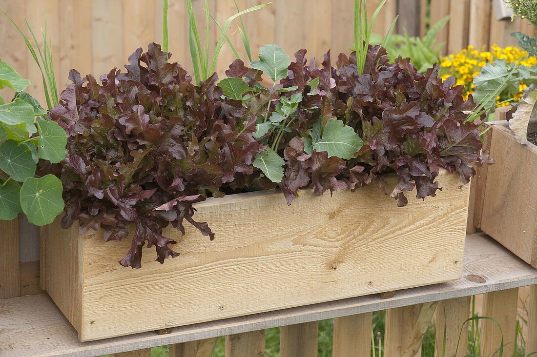 Roter Eichblattsalat (Lactuca sativa var. crispa), Kohlrabi (Brassica)