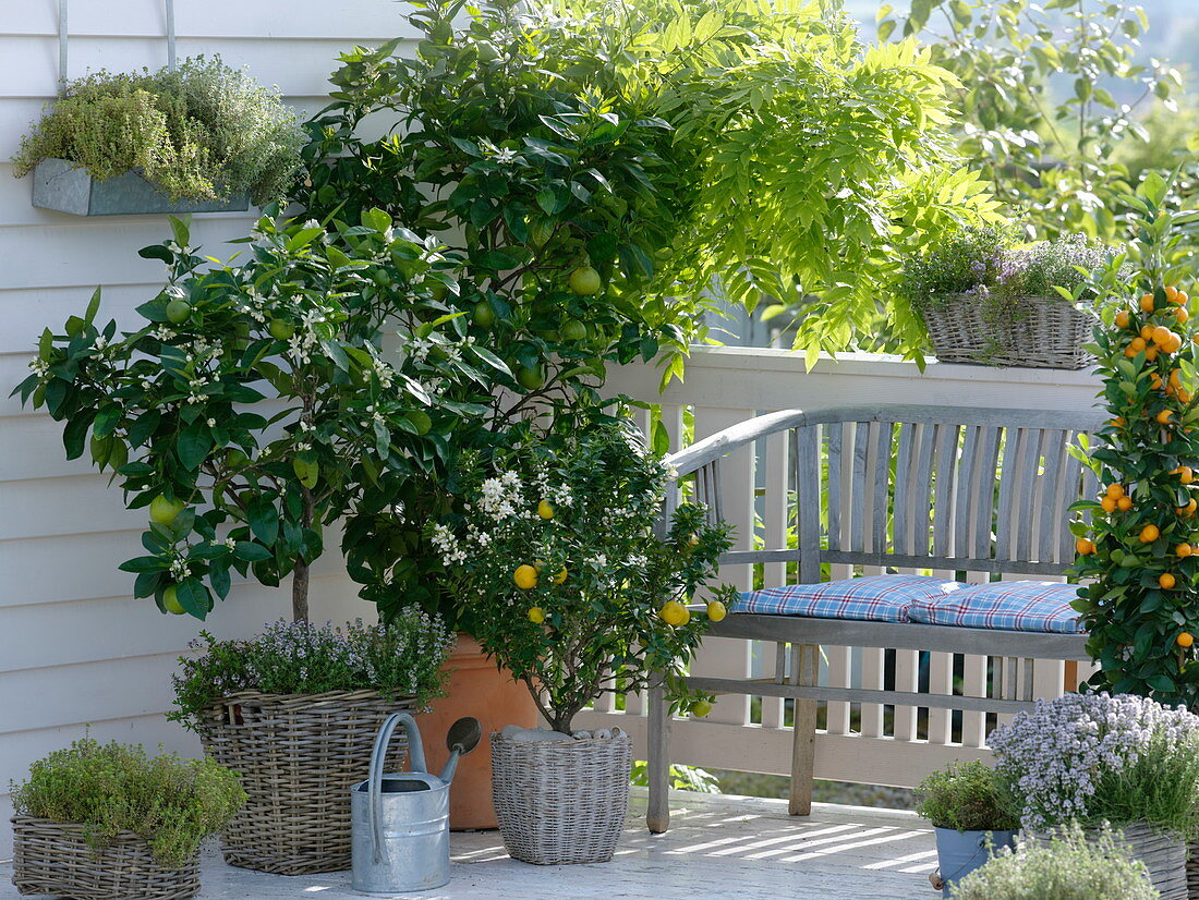 Scented balcony with citrus plants and herbs