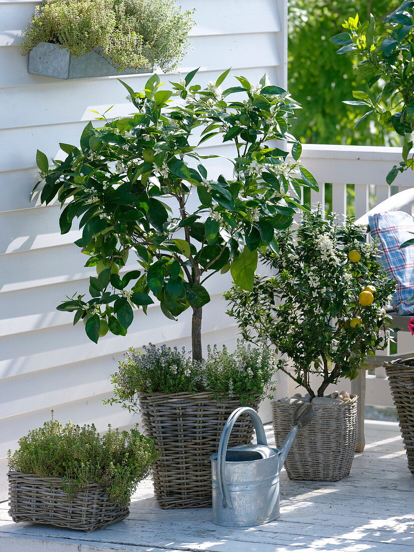 Scented balcony with citrus plants and herbs