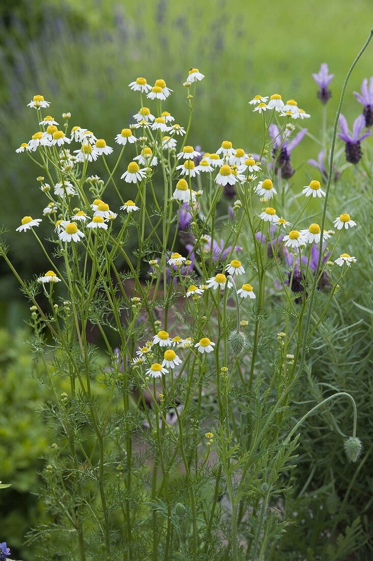 Camomile (matricaria chamomilla)