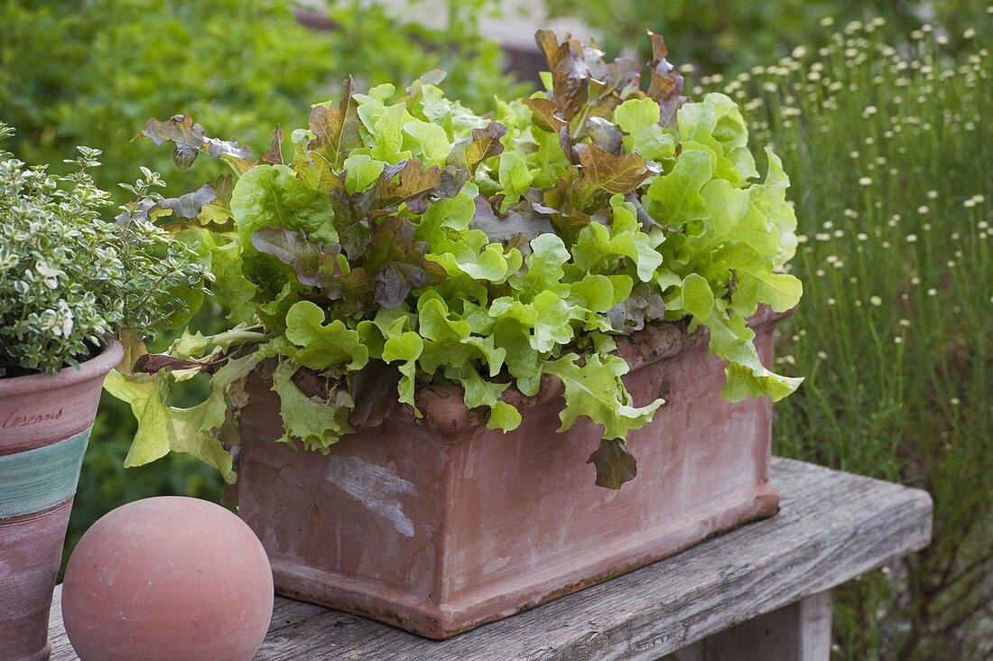 Schnittsalat 'Babyleaf - Mix' (Lactuca) in Terracotta - Kasten, Deko-Kugel