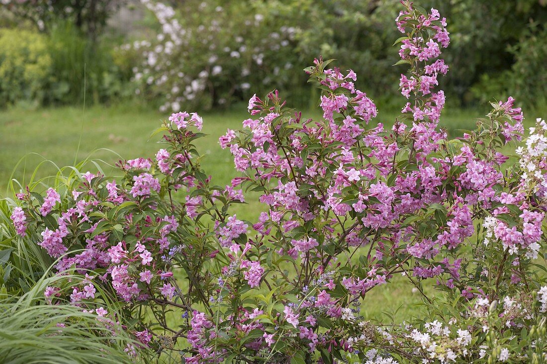 Weigelia 'Styriaca' pink (Weigelie)