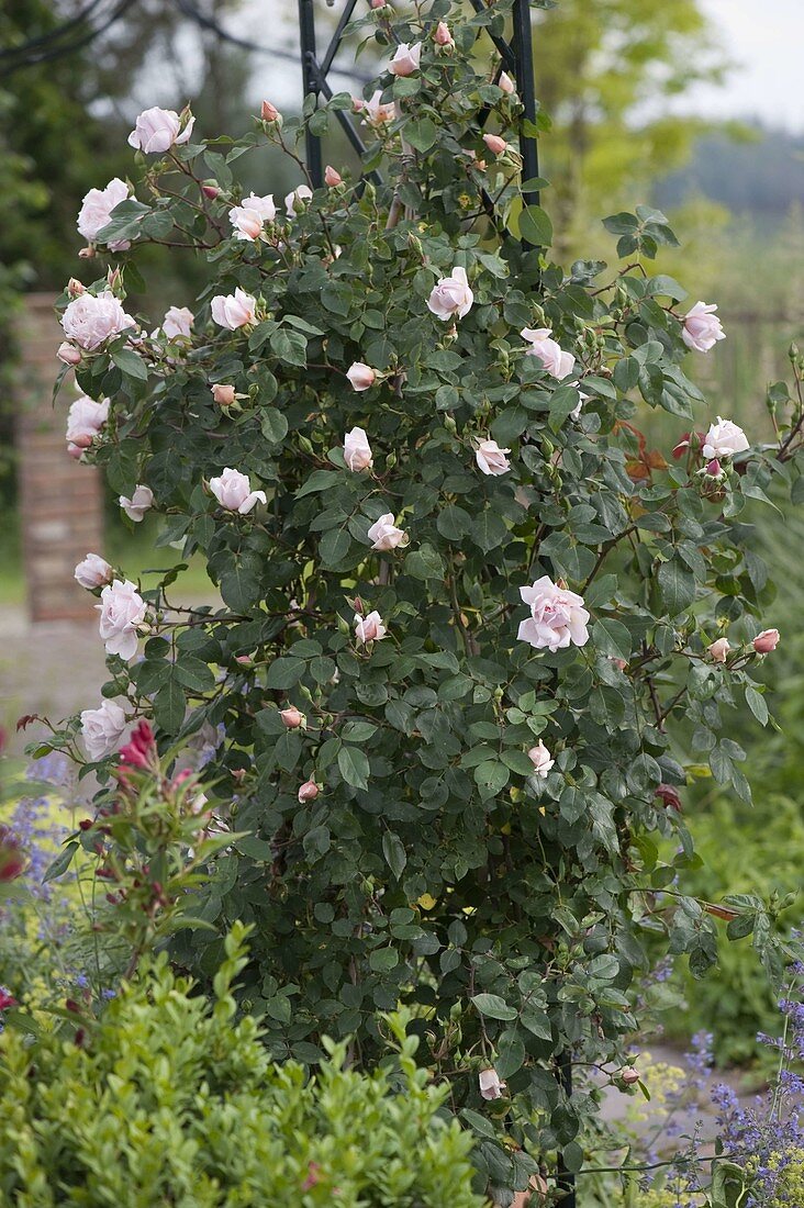 Rosa 'New Dawn' (climbing rose), healthy, frequent flowering