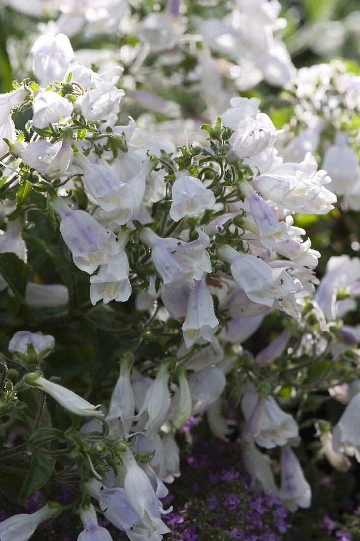 Penstemon hirsutus var. pygmaeus (White Dwarf Bearded Thread)