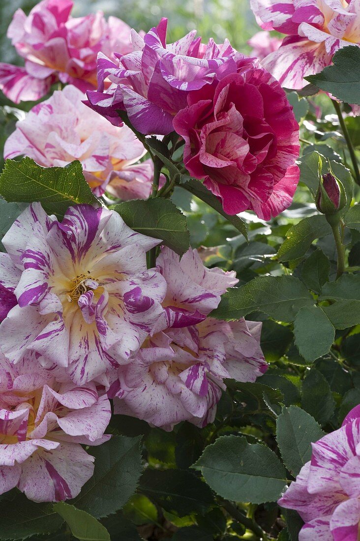 Rosa 'Henri Matisse' (Painter's Rose), repeat flowering, strong fragrance