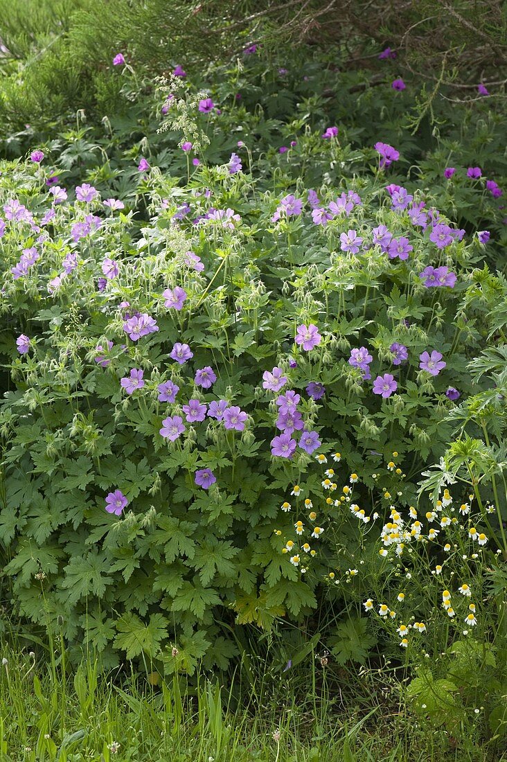 Geranium gracile 'Sirak' (Cranesbill), Matricaria chamomilla (Chamomile)