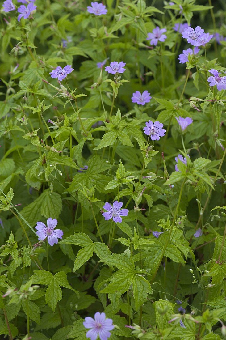 Geranium nodosum (Knotted Cranesbill)