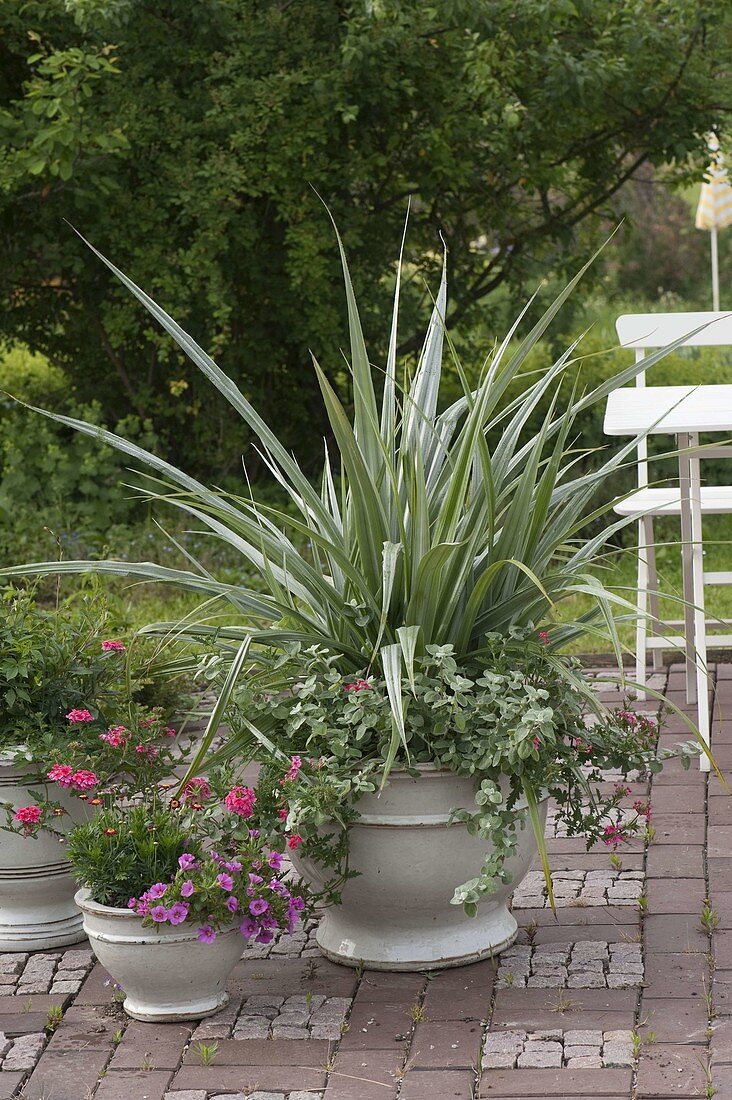 Astelia chathamica 'Silver Spear' (Silver Astelie), Helichrysum petiolare