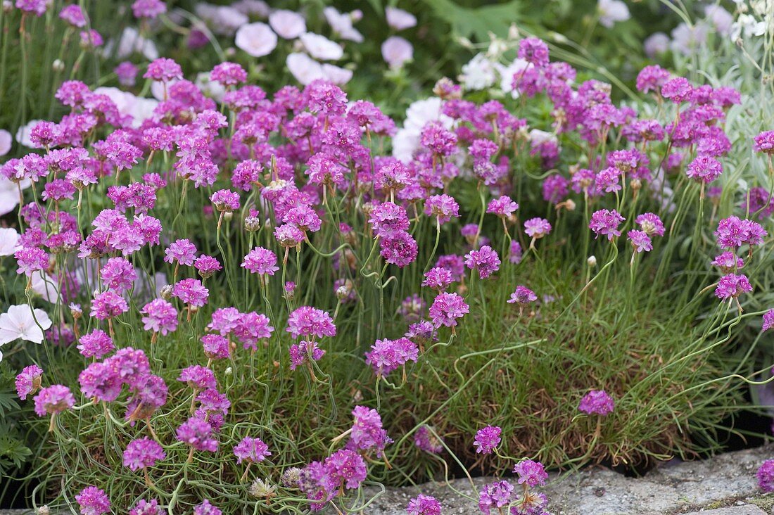 Armeria maritima 'Düsseldorfer Stolz'