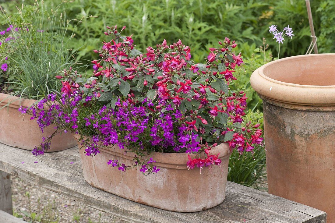 Fuchsia 'Beacon' (Fuchsien), Lobelia Laguna 'Lilac' (Männertreu) in Terracotta