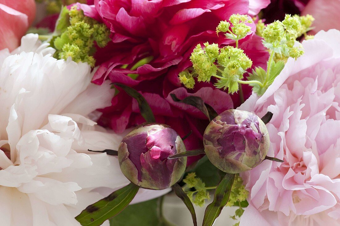 Flower combination of Paeonia (Peony) and Alchemilla (Lady's Mantle)