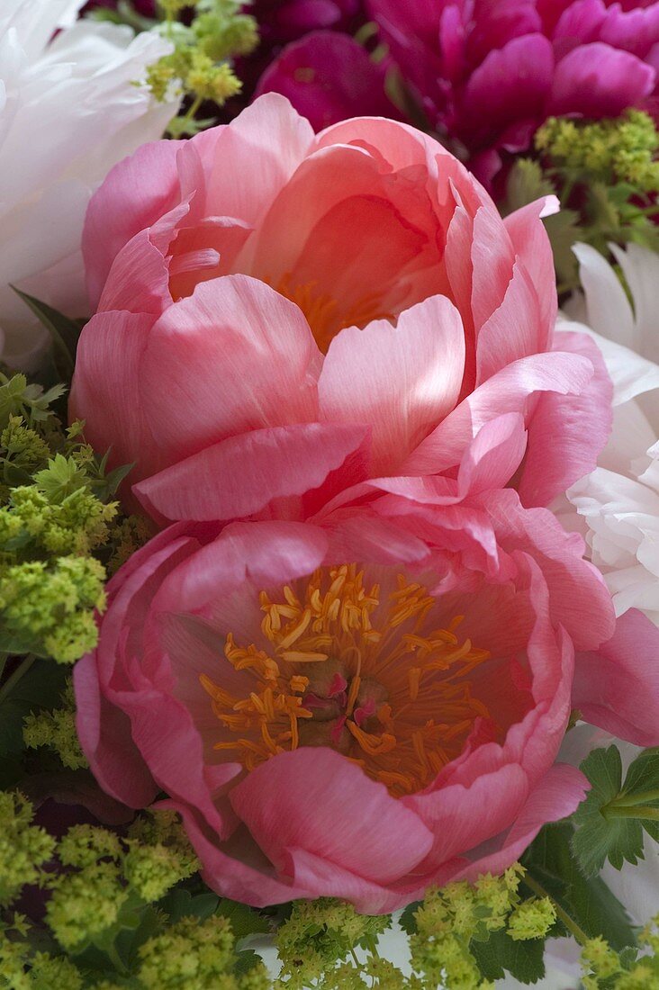 Paeonia 'Coral Charm' (peony), Alchemilla (lady's mantle)